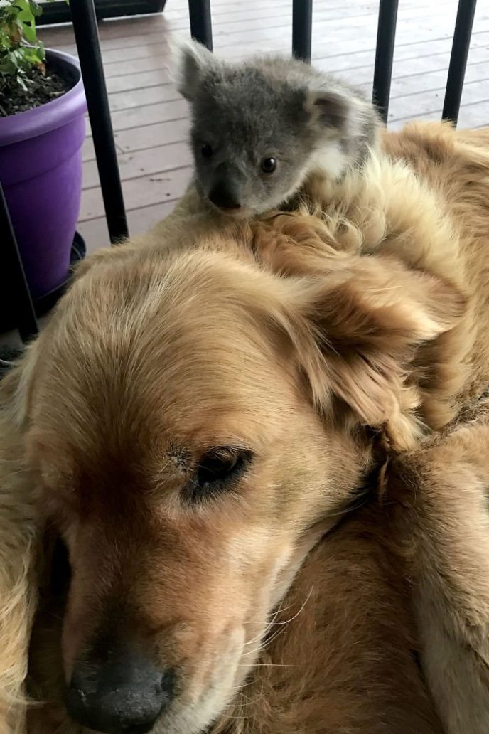 Золотистый ретривер спас детеныша коалы, озадачив хозяйку 18
