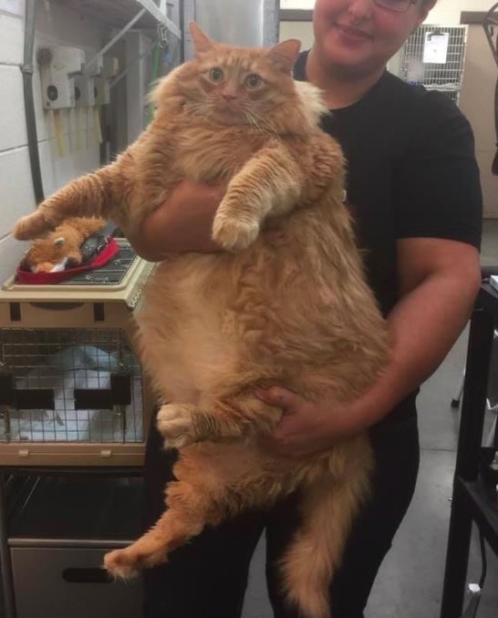 Кот по кличке Базука попал в приют и стал звездой — ведь устоять перед его 16-килограммовым обаянием нельзя 17