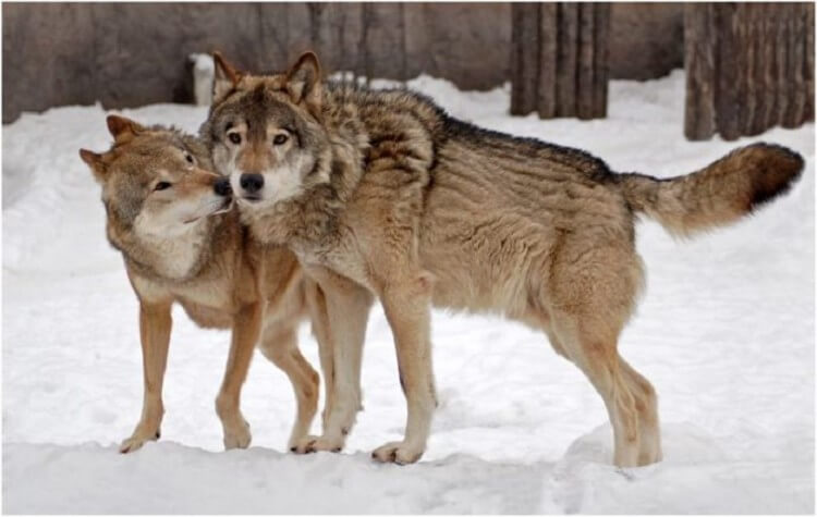 Дикие волки спасли беременную женщину и приняли у нее роды 16