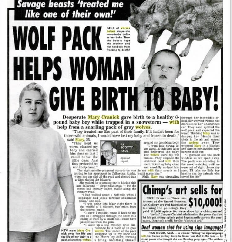 Дикие волки спасли беременную женщину и приняли у нее роды 13