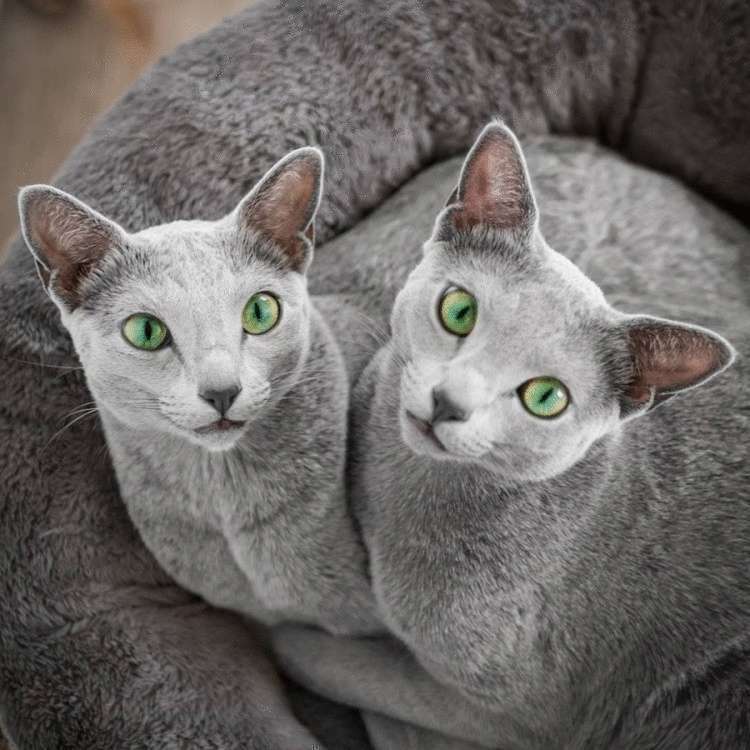 Матушка-природа наградила этих двух кошек изумрудными глазами, а они этим пользуются и покоряют всех вокруг 46