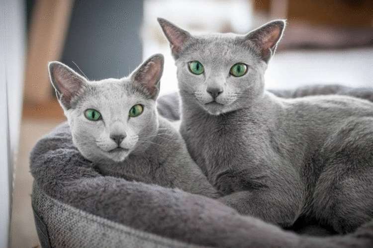 Матушка-природа наградила этих двух кошек изумрудными глазами, а они этим пользуются и покоряют всех вокруг 59