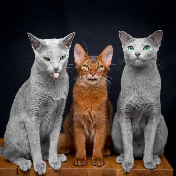 Матушка-природа наградила этих двух кошек изумрудными глазами, а они этим пользуются и покоряют всех вокруг 52