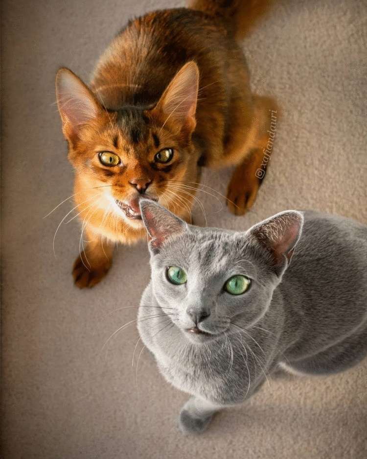 Матушка-природа наградила этих двух кошек изумрудными глазами, а они этим пользуются и покоряют всех вокруг 53