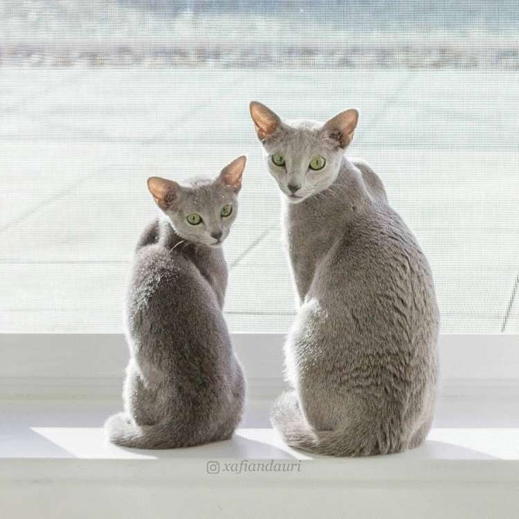 Матушка-природа наградила этих двух кошек изумрудными глазами, а они этим пользуются и покоряют всех вокруг 54
