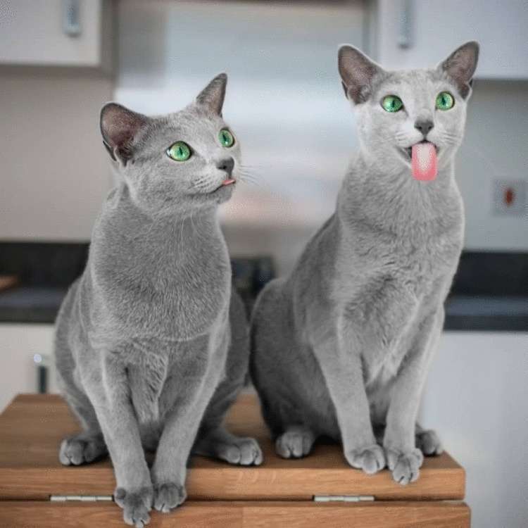 Матушка-природа наградила этих двух кошек изумрудными глазами, а они этим пользуются и покоряют всех вокруг 55