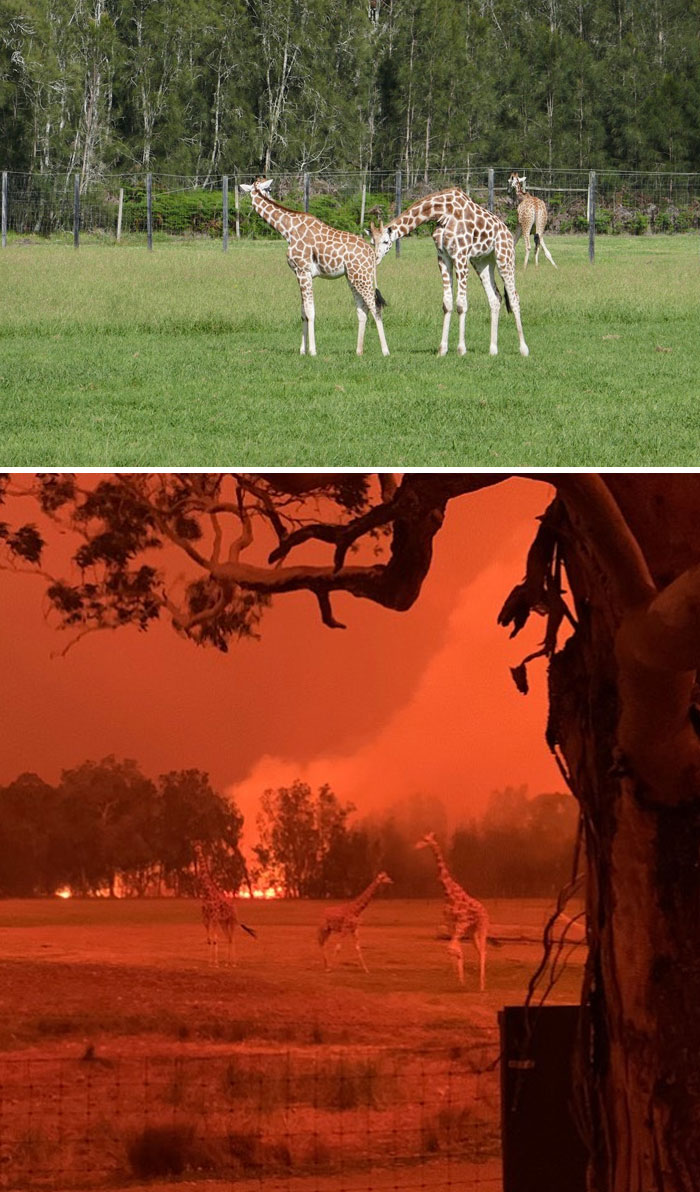 21 снимок “до и после” показывает ужасные последствия пожаров в Австралии 66