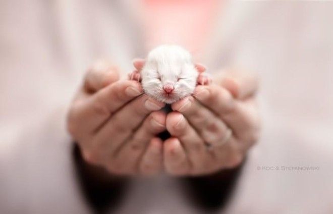 25 удивительных снимков маленьких котят, которые растрогают любое сердце 44