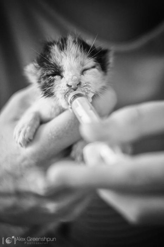 25 удивительных снимков маленьких котят, которые растрогают любое сердце 46
