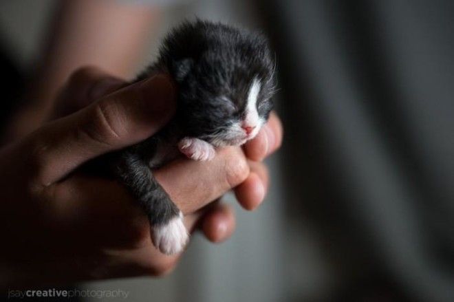25 удивительных снимков маленьких котят, которые растрогают любое сердце 49