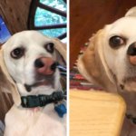 Пёс с необычным носом 3 года жил в приюте, и никто его не забирал. Но потом всё изменил ураган и добрые люди