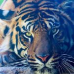 40 интересных фактов о тиграх, после которых вы полюбите этих потрясающих животных