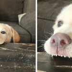 Собаки-зубаки, которые поднимут настроение