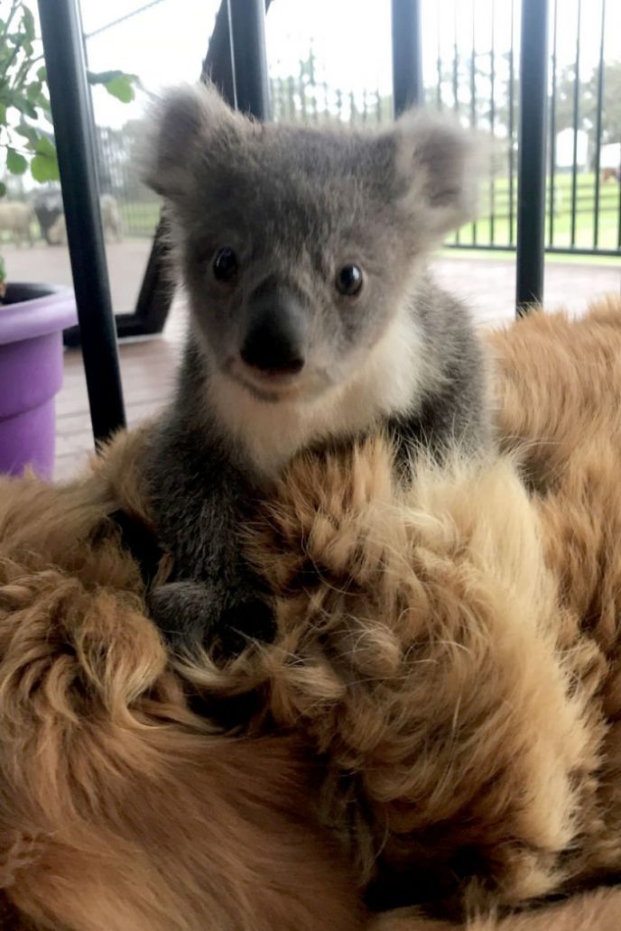 Золотистый ретривер спас детеныша коалы, озадачив хозяйку 20
