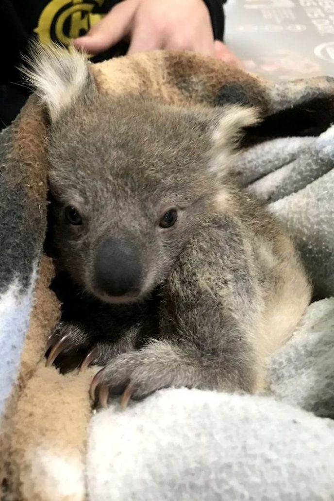 Золотистый ретривер спас детеныша коалы, озадачив хозяйку 19