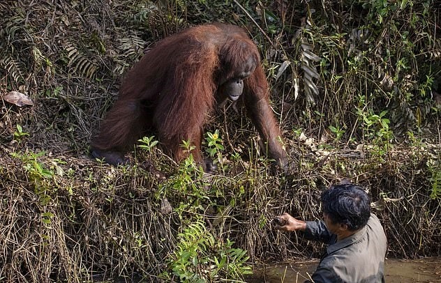 Орангутанг подошёл к человеку, стоящему в воде, и предложил ему руку помощи — но мужчине пришлось отказаться 16