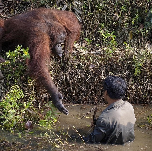 Орангутанг подошёл к человеку, стоящему в воде, и предложил ему руку помощи — но мужчине пришлось отказаться 15
