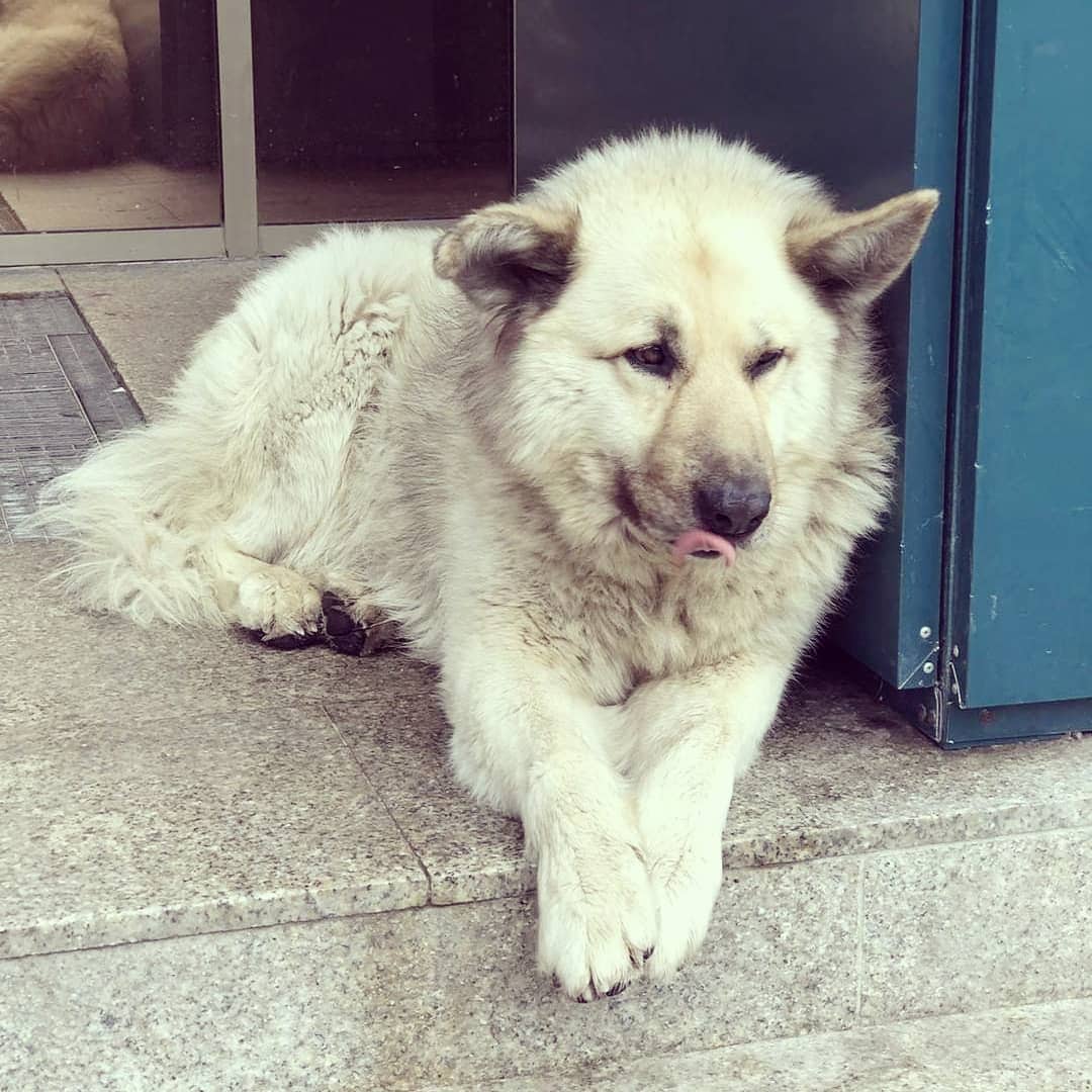 Бездомный пёс Кефир стал лучшей собакой России. Ему завели свой Инстаграм, и даже предлагают его на пост мэра 41
