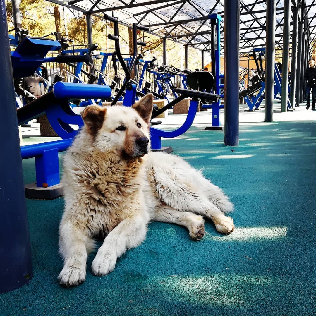 Бездомный пёс Кефир стал лучшей собакой России. Ему завели свой Инстаграм, и даже предлагают его на пост мэра 44