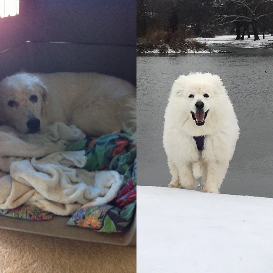 15 фотографий собак до и после того, как новые хозяева смогли их приютить и согреть своей любовью 46