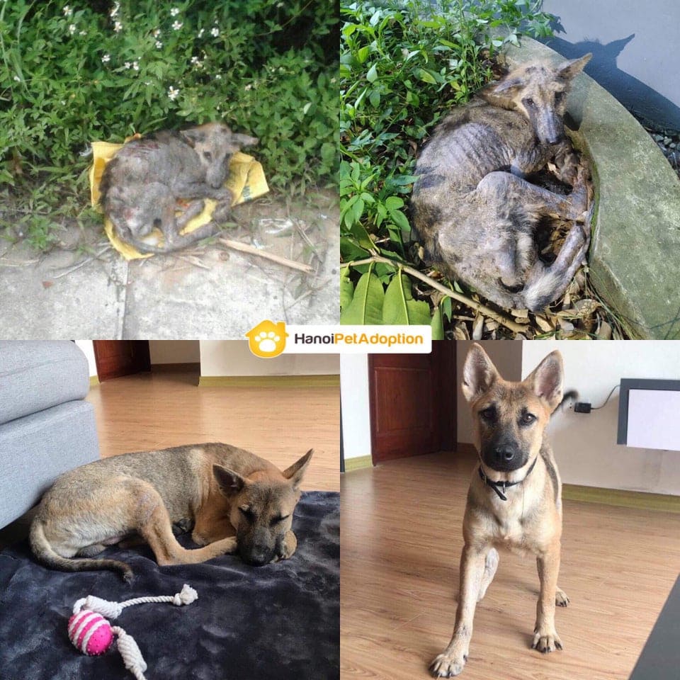 15 фотографий собак до и после того, как новые хозяева смогли их приютить и согреть своей любовью 56