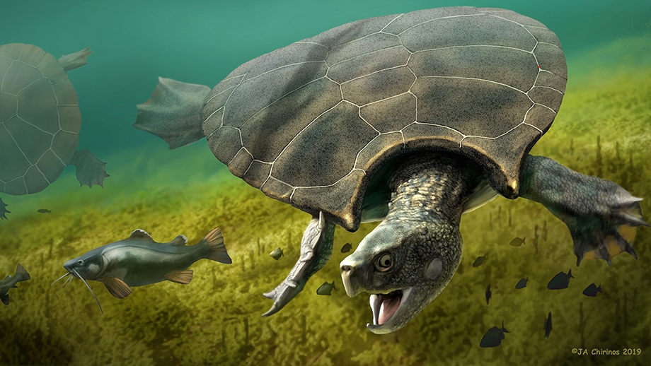 В Южной Америке нашли останки огромной черепахи, чей размер поражает воображение. Её возраст около 13 млн лет 23