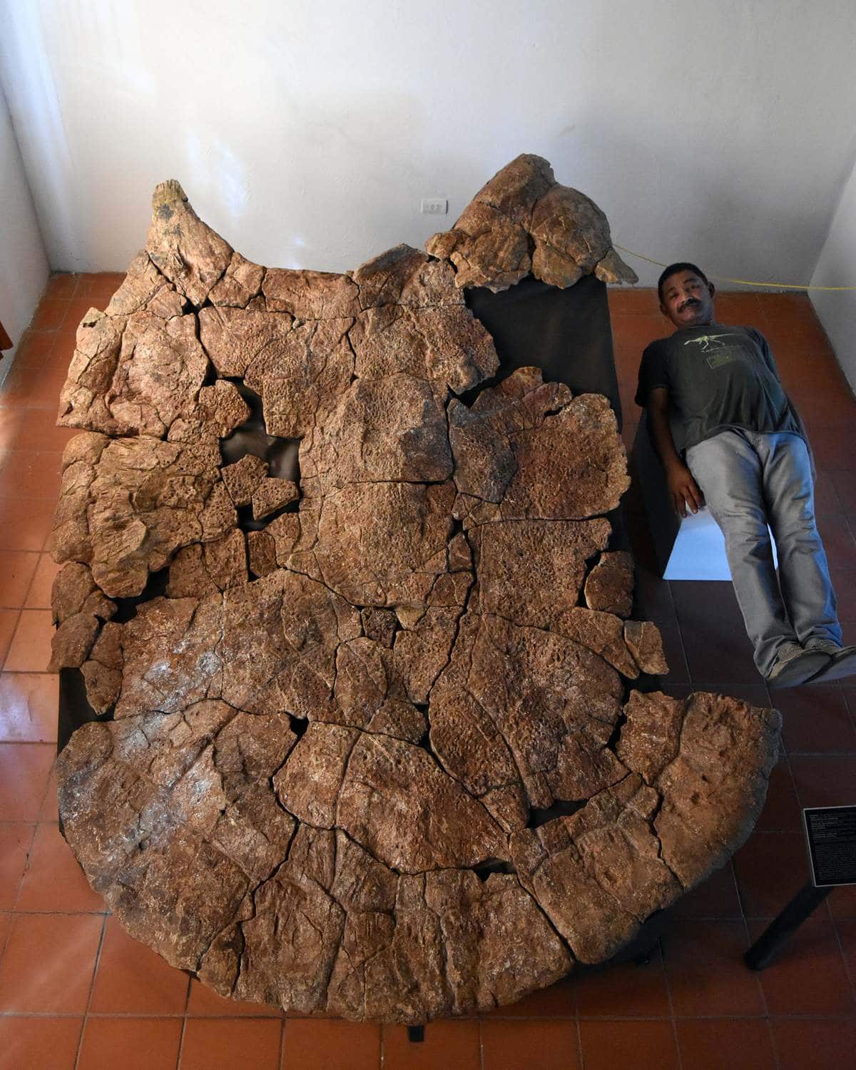 В Южной Америке нашли останки огромной черепахи, чей размер поражает воображение. Её возраст около 13 млн лет 21