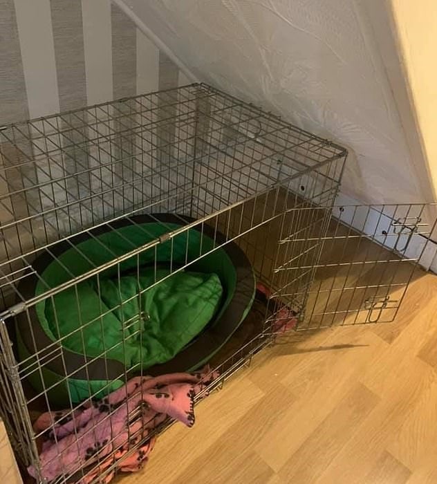 Собака всю жизнь жила в клетке, и хозяева решили её переселить, построив ей шикарную комнату под лестницей 16