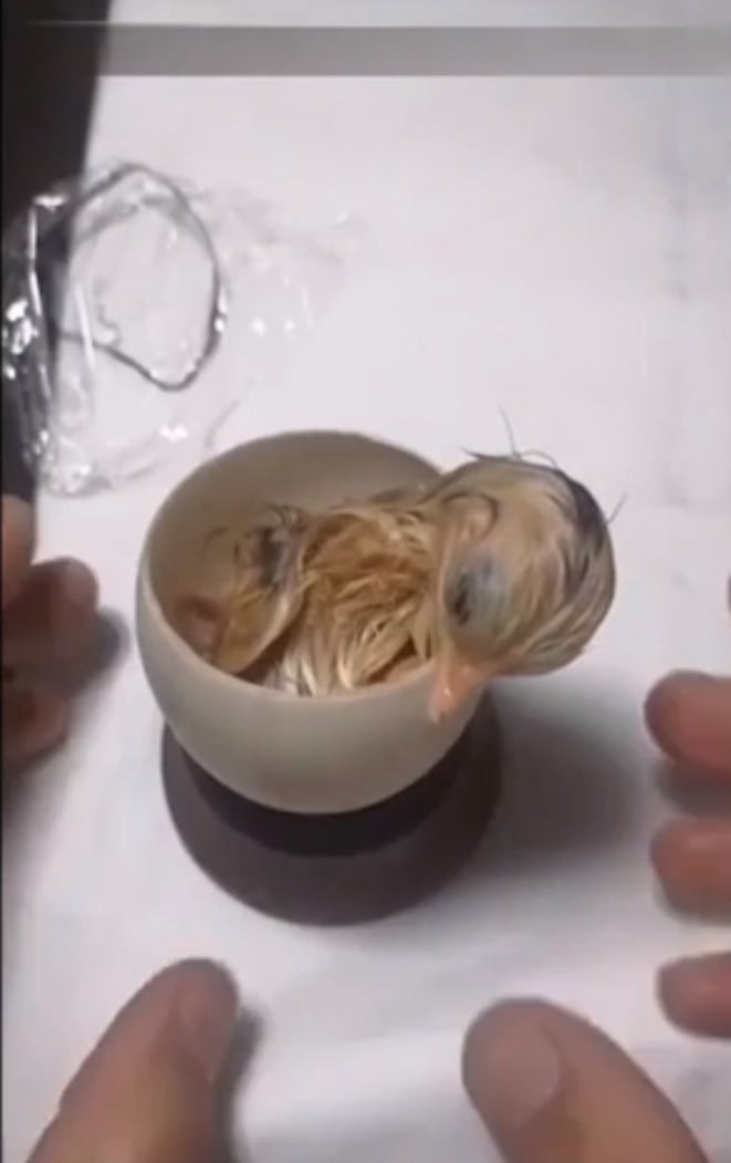 Цыплёнка вырастили в открытом яйце и показали, как он там растёт и развивается. И это эксперимент 100 уровня 24