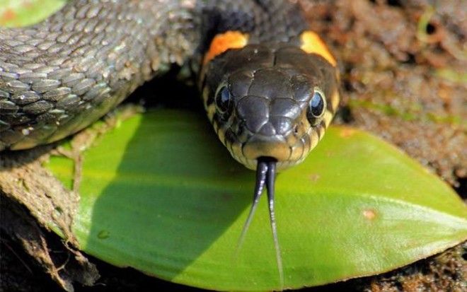 10 самых распространенных мифов о змеях 32