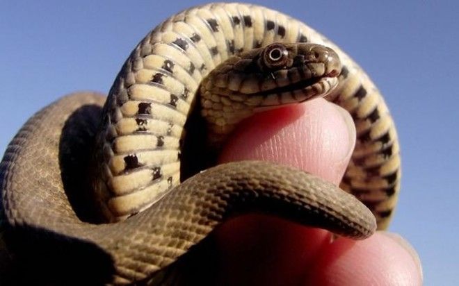 10 самых распространенных мифов о змеях 34