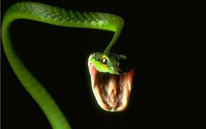 10 самых распространенных мифов о змеях 35