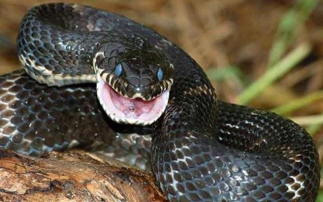 10 самых распространенных мифов о змеях 36
