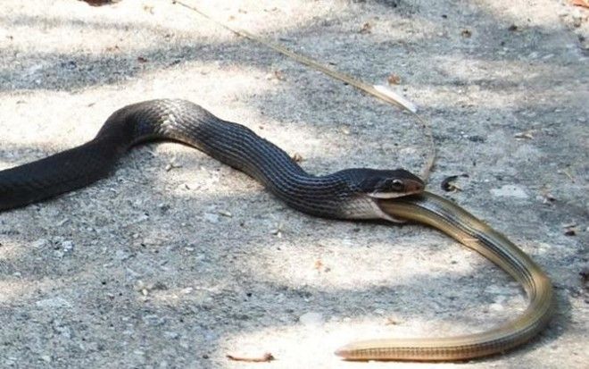 10 самых распространенных мифов о змеях 37