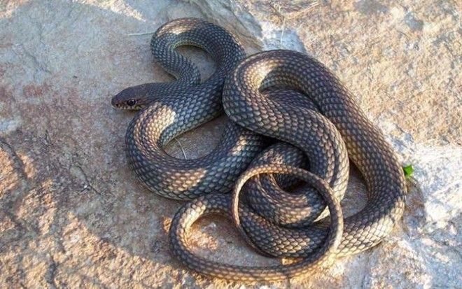 10 самых распространенных мифов о змеях 38