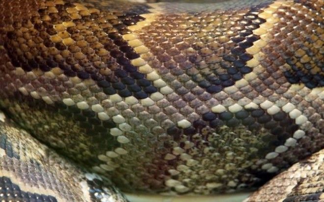 10 самых распространенных мифов о змеях 39