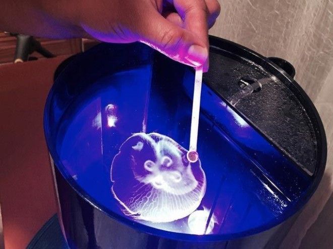 Медузы в аквариуме: новое решение для тех, кто не любит шумных домашних питомцев! 15