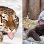 Челябинский зоопарк поделился «удачными» фото своих животных, которые точно не попадут на страницы учебников