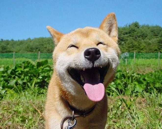 25 счастливых животных, которые подарят вам улыбку 44