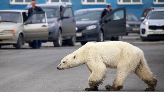 Белая медведица в поисках пропитания преодолела более 500 километров 19
