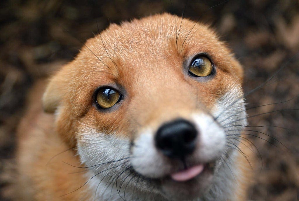 17 очаровательных лисиц, которые внезапно появлялись в жизни людей и забирались им в самое сердечко 52