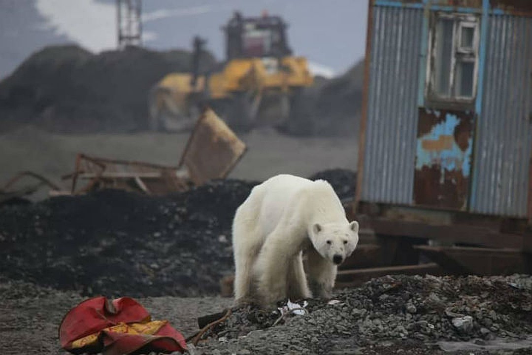 Белая медведица в поисках пропитания преодолела более 500 километров 20