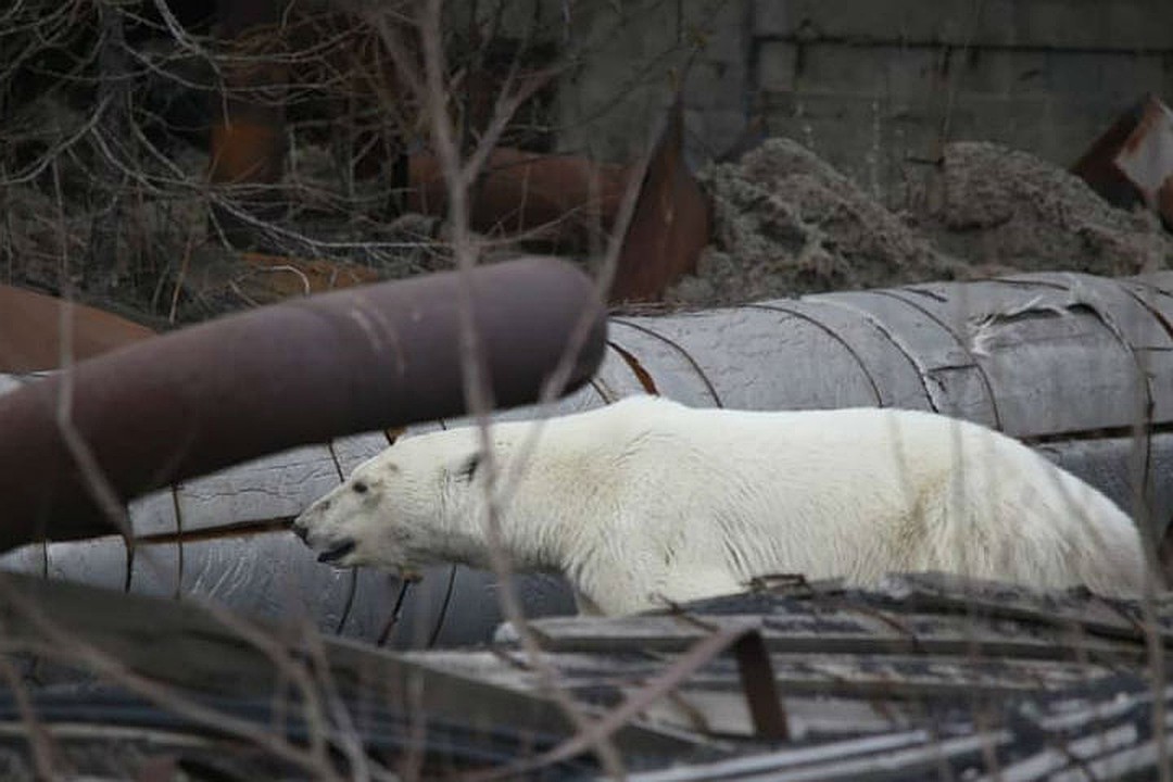 Белая медведица в поисках пропитания преодолела более 500 километров 22
