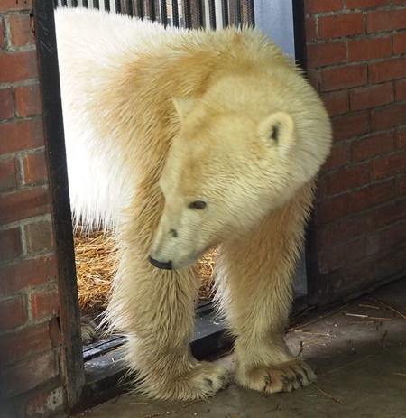 Белая медведица в поисках пропитания преодолела более 500 километров 24