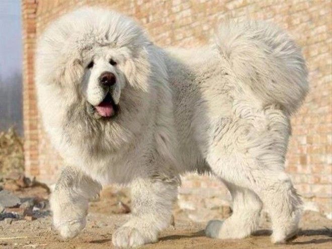 Тибетский мастиф. Самая дорогая собака на земле! 24