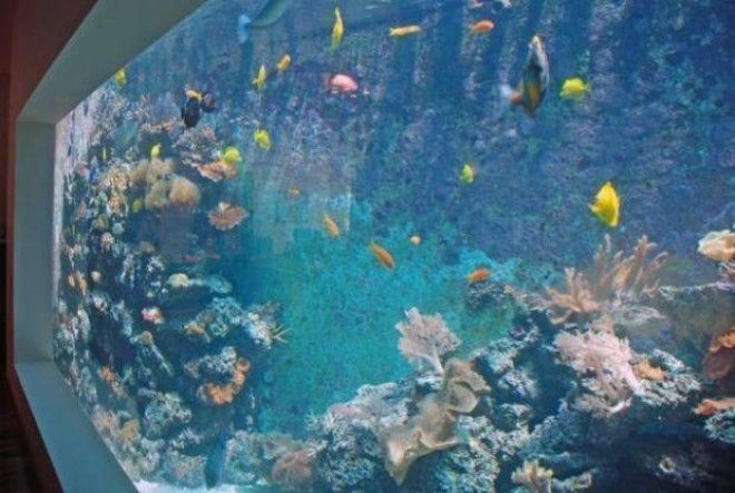 Израильтянин создал самый большой в стране аквариум для гостиной 34