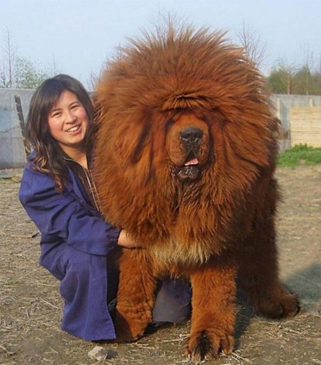 Тибетский мастиф. Самая дорогая собака на земле! 19