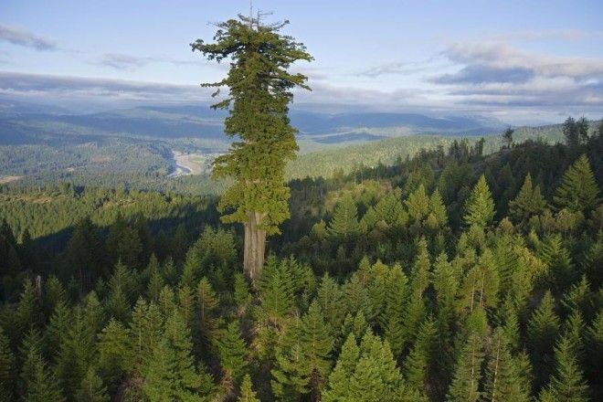 Топ-10 самых высоких деревьев 31