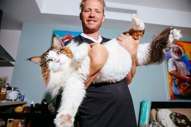Соломон: один из самых больших котов в мире 28