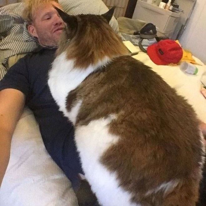 Соломон: один из самых больших котов в мире 29